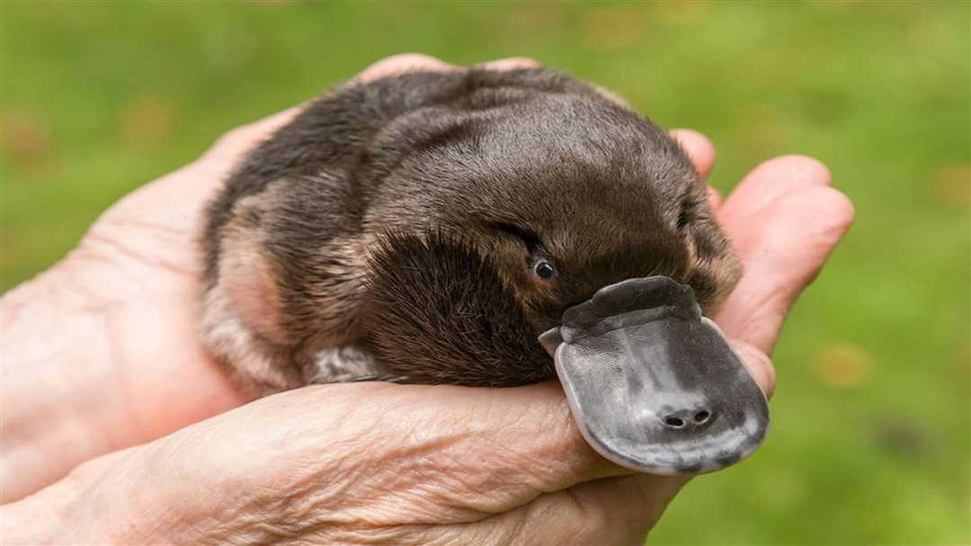 Где обитает утконос?