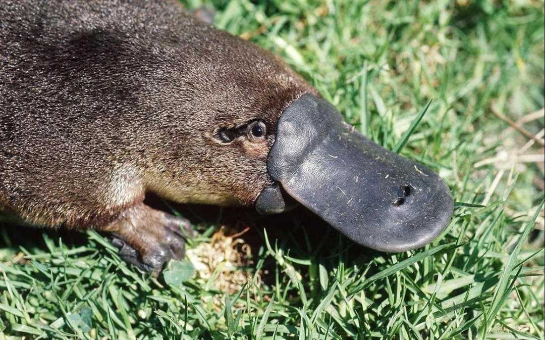 Как выглядит утконос?