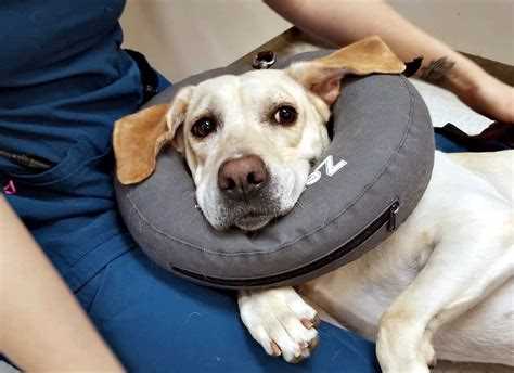 Подготовка к кастрации