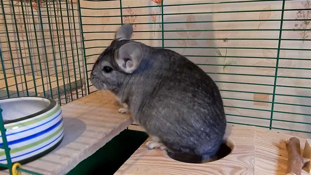 Шиншилла и дети