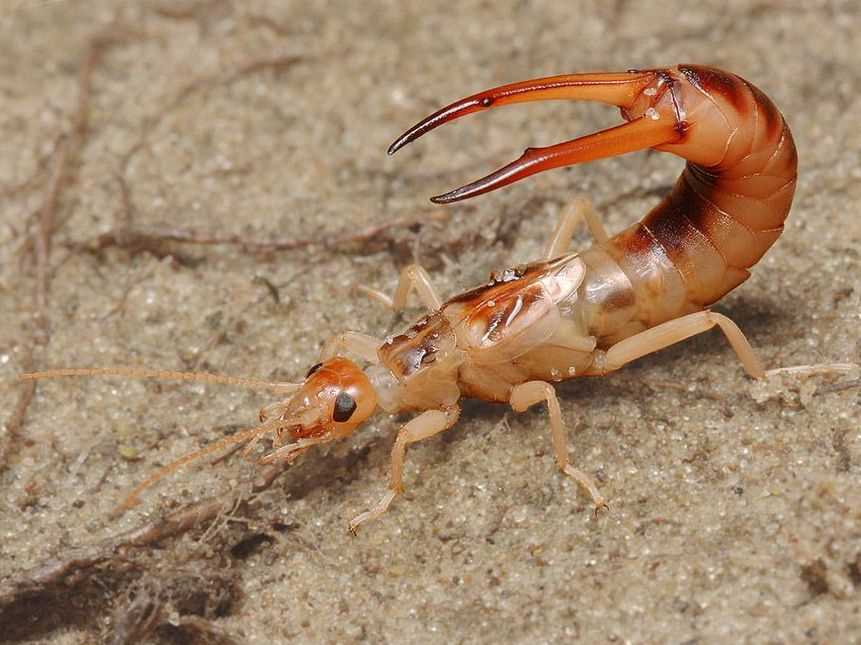 Ротовой аппарат у уховертки