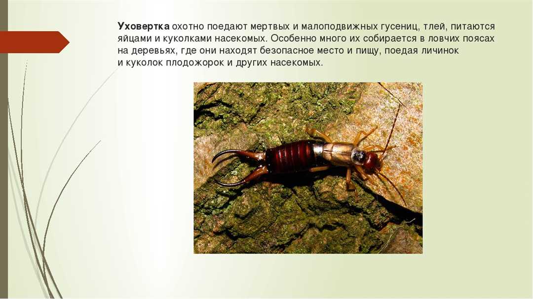 Ротовой аппарат уховертки: особенности строения и тип ротового аппарата