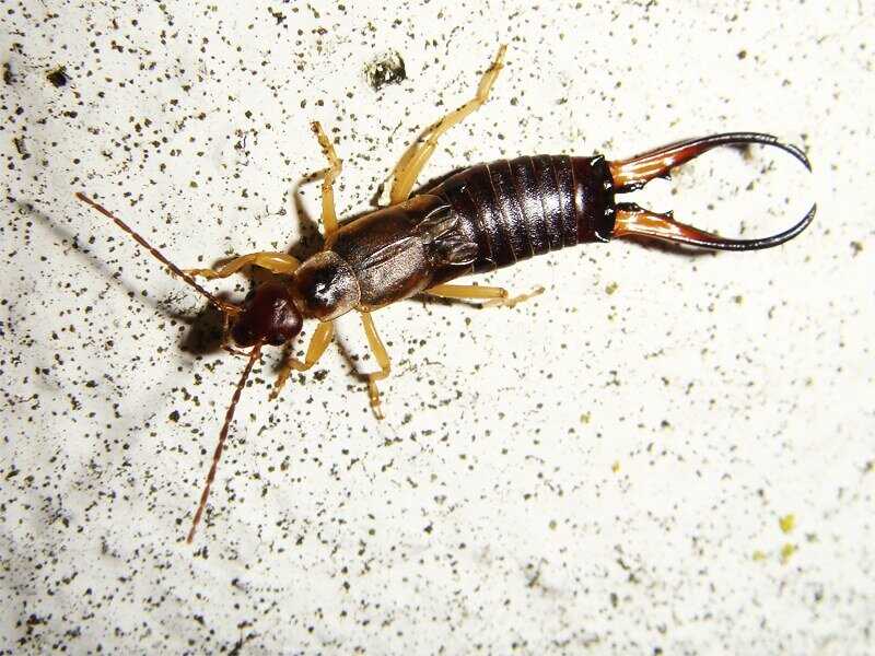 Уховертка опасна для человека: реальная угроза и способы предотвращения Уховертка чем опасна для человека