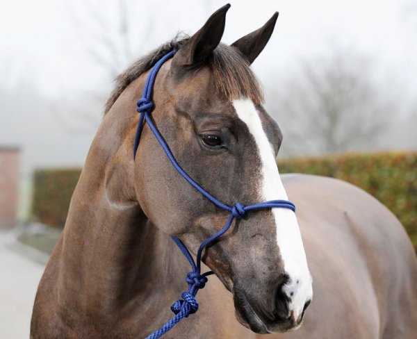 Уздечка для лошади: виды, уход и выбор правильной модели