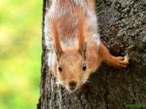 Узнайте все о белке: фото и особенности этого милого животного