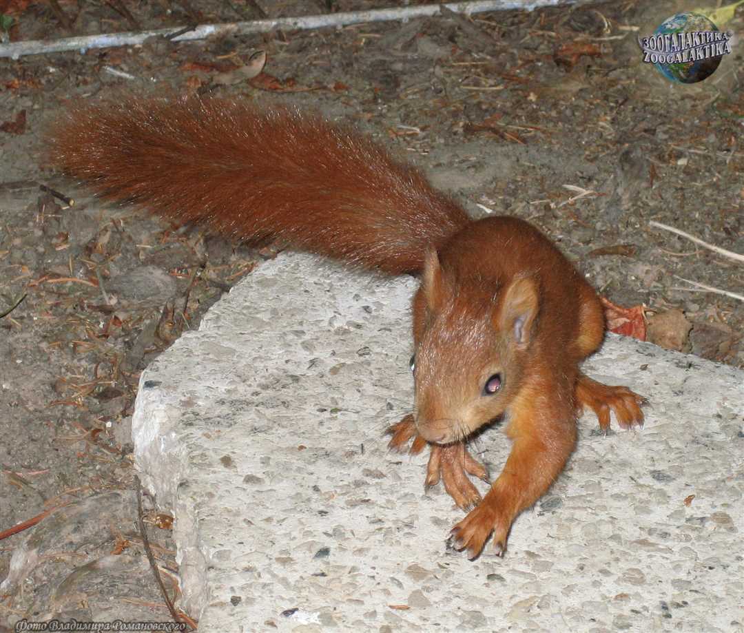 Белка в искусстве