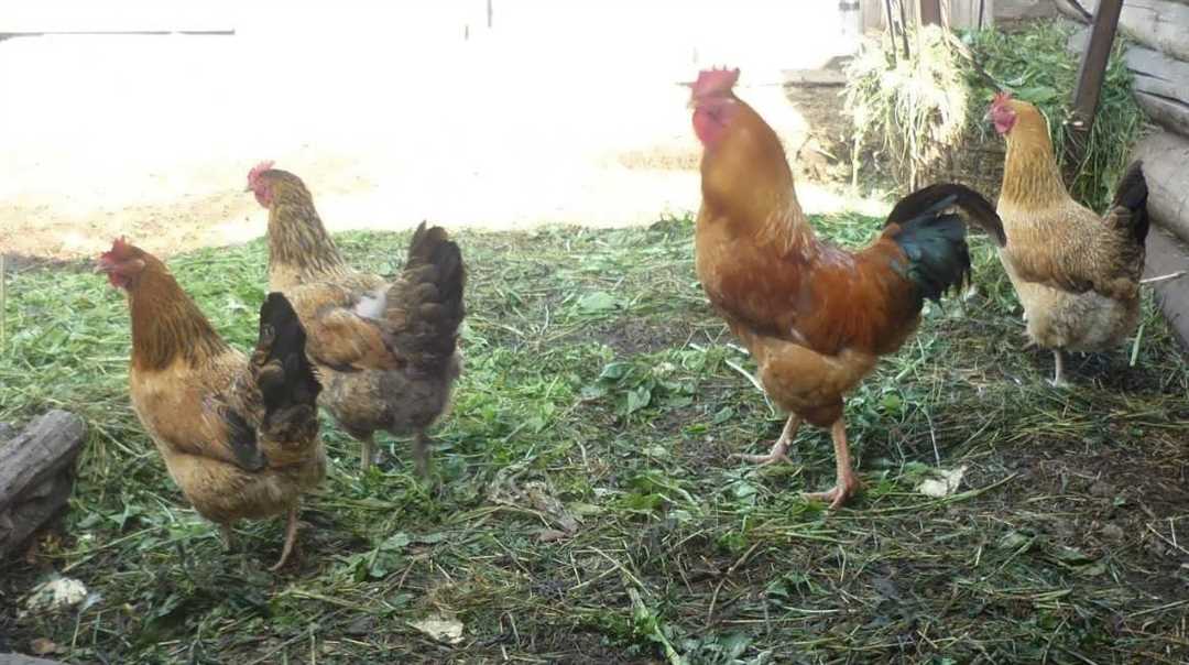 Влияние температуры на возраст начала несения яиц у кур