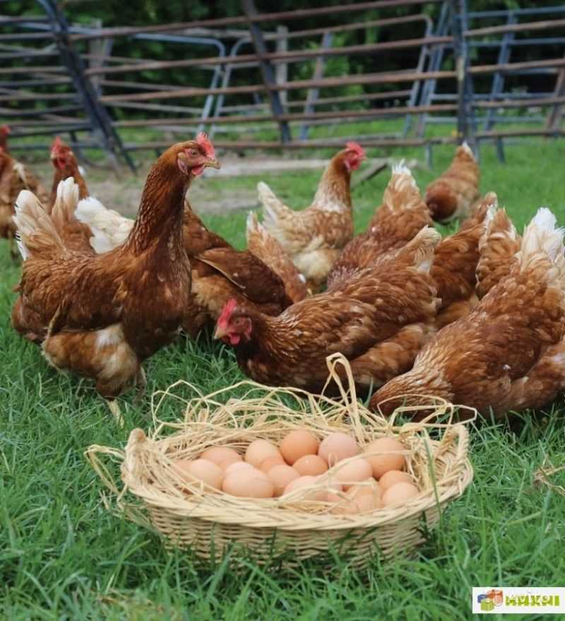 В каком возрасте начинают нестись куры молодки: обзор основных факторов В каком возрасте начинают нестись куры молодки: обзор основных факторов