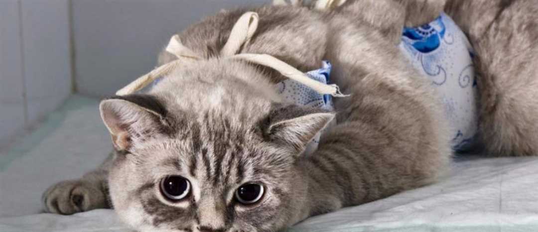 В каком возрасте стерилизовать кошку: рекомендации ветеринаров