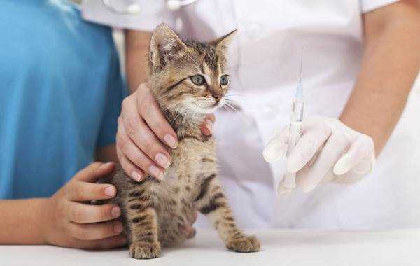 Отличия Вакдерма для кошек от других препаратов