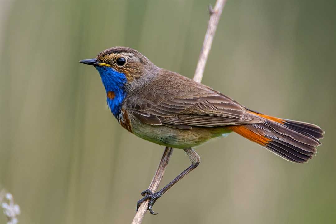 Фотографии птицы с синей грудкой