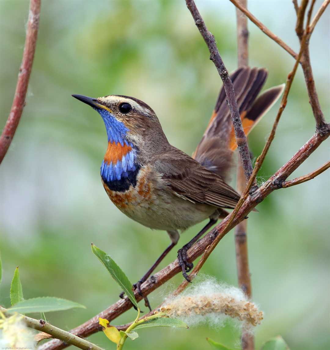 Фото варакушки — птицы поразительной красоты Варакушка птица фото