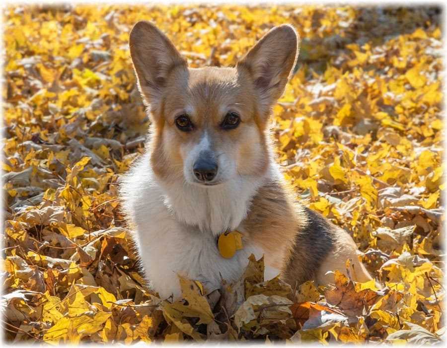 Как ухаживать за Вельш корги