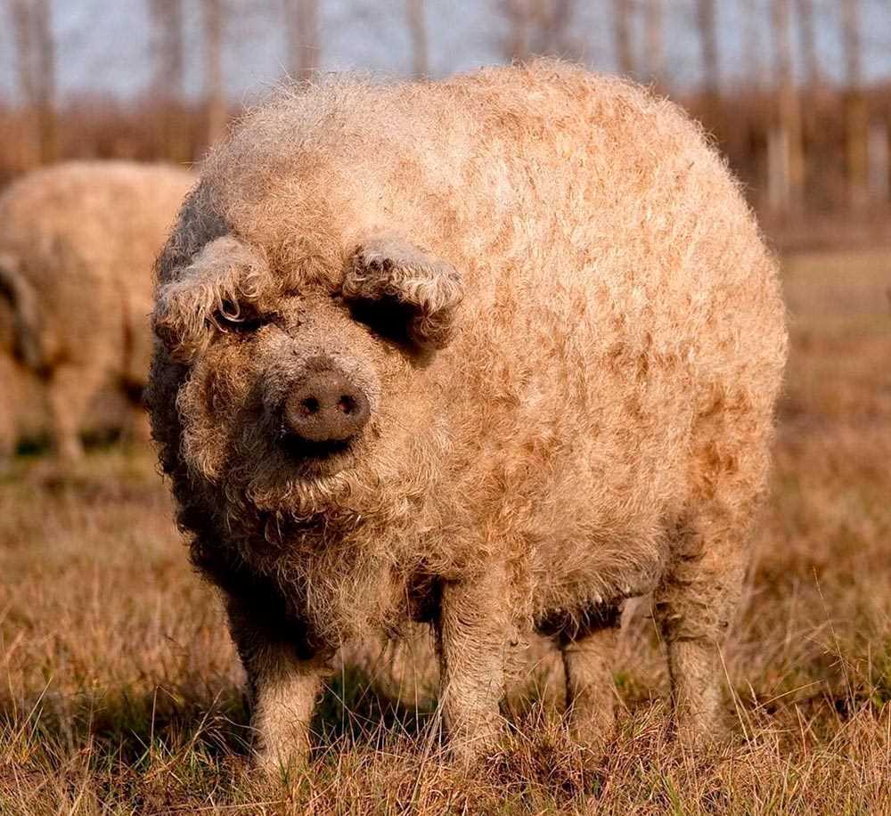 Венгерская мангалица: порода свиней