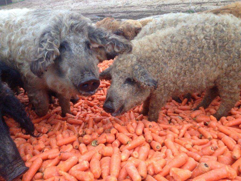 Венгерская мангалица описание породы