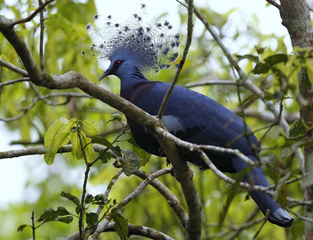 Интересные факты о венценосном голубе: что это значит?
