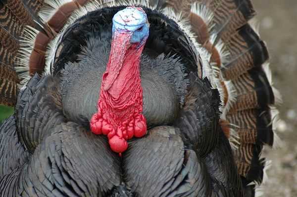 Содержание индюки в домашних условиях: вес и возраст
