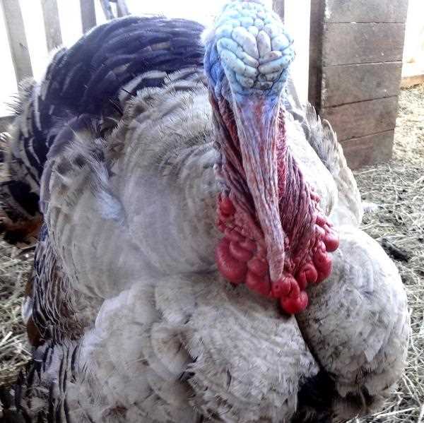 Условия содержания