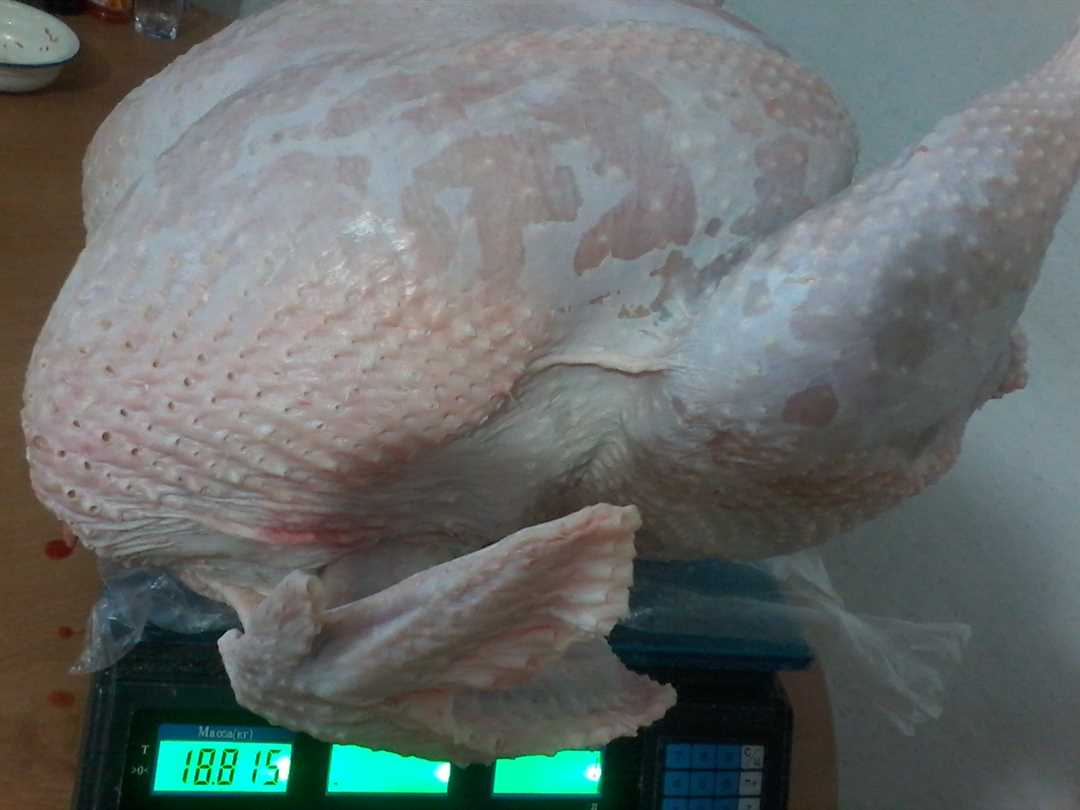 Вес индюка взрослого Вес индюка взрослого