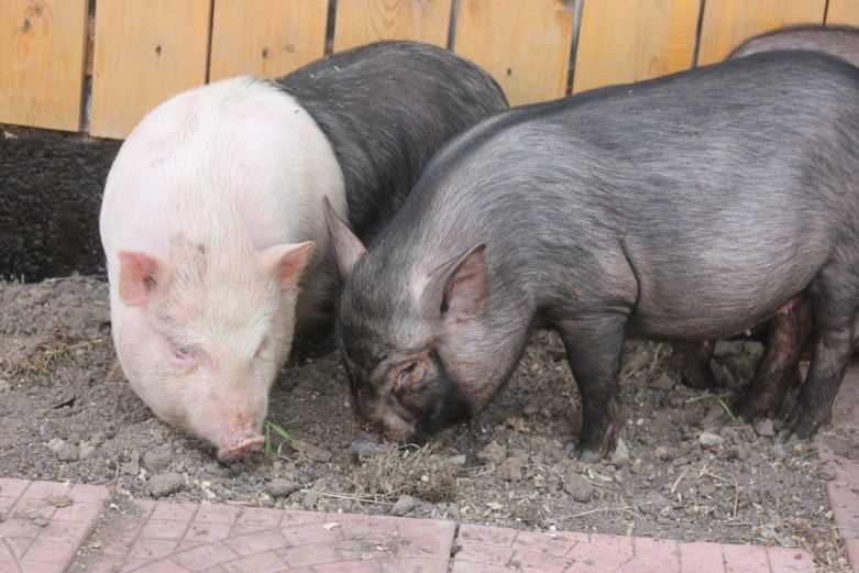 Вьетнамские вислобрюхие свиньи: содержание и уход в домашних условиях Вьетнамские вислобрюхие свиньи: содержание и уход в домашних условиях