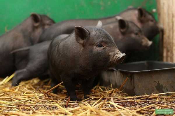 Заболевания и профилактика