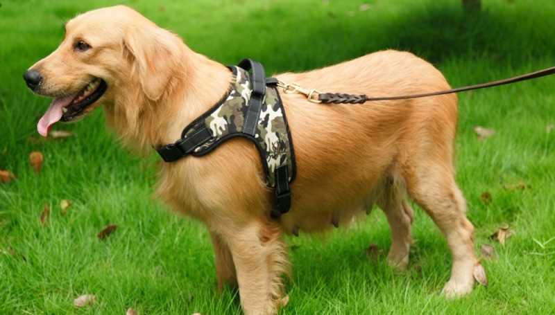 Виды шлейек