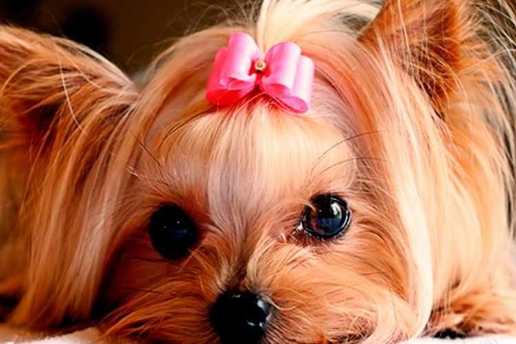 Выбираем лучшие клички для девочек-собак: идеи и советы