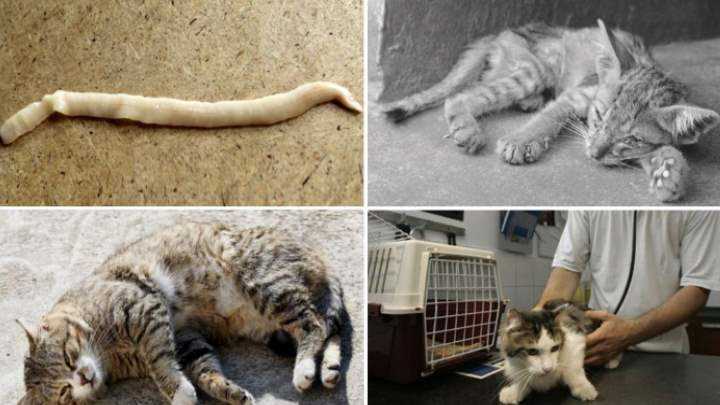 Классические методы лечения глистов