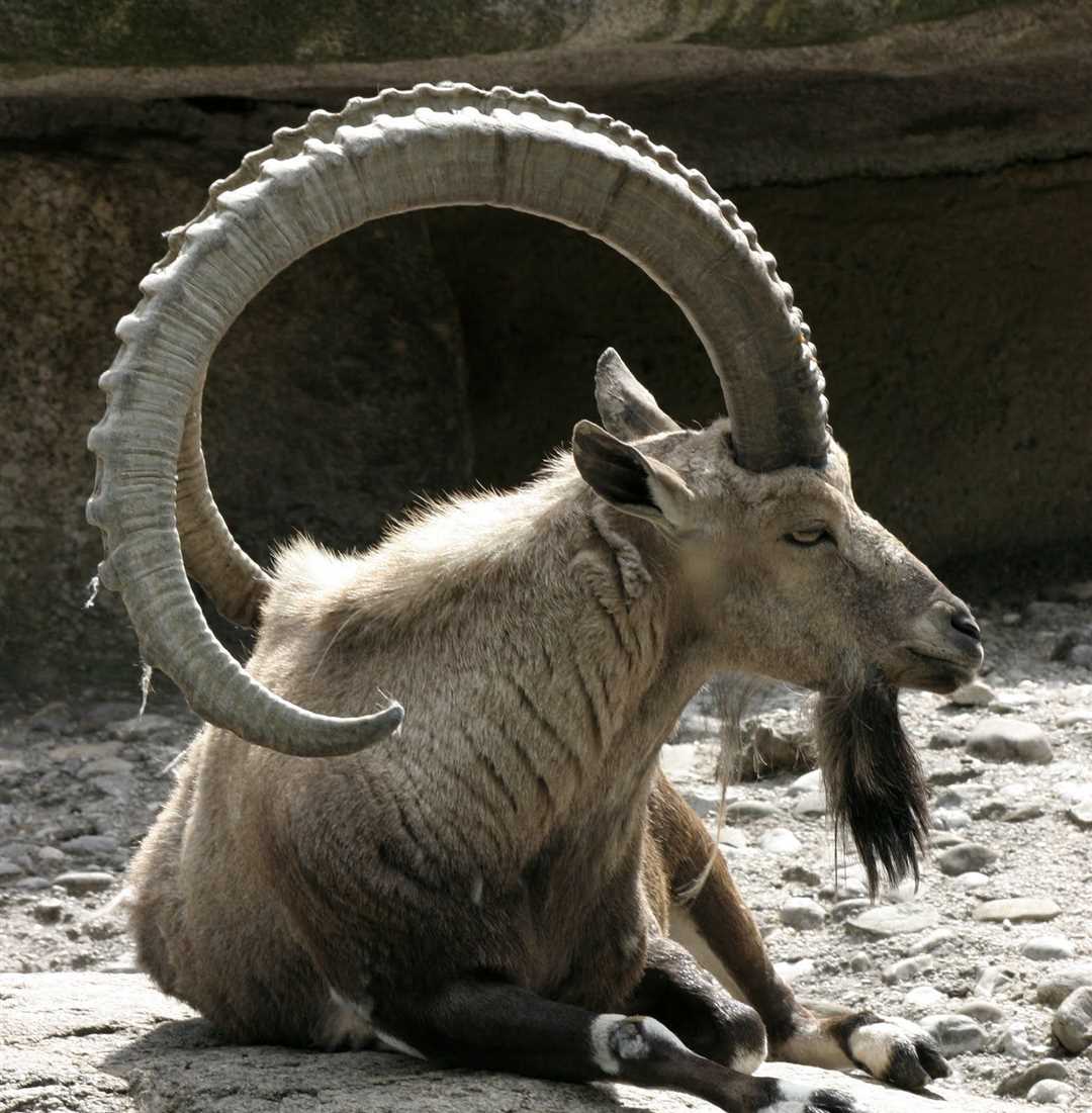 Боевое искусство выживания