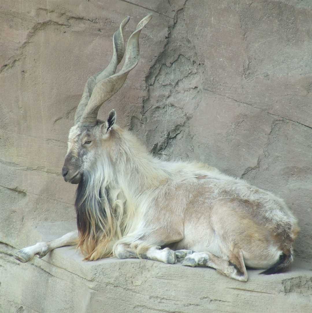 Где обитают козлы: разнообразие мест их обитания