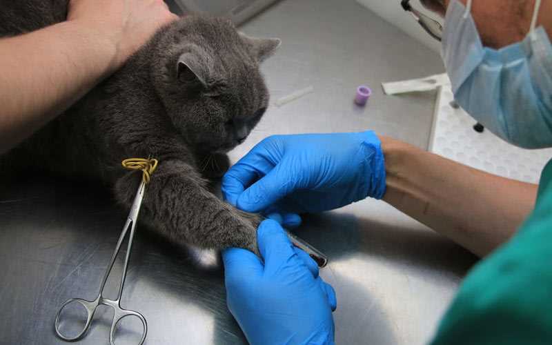 Применяемые препараты и методы лечения