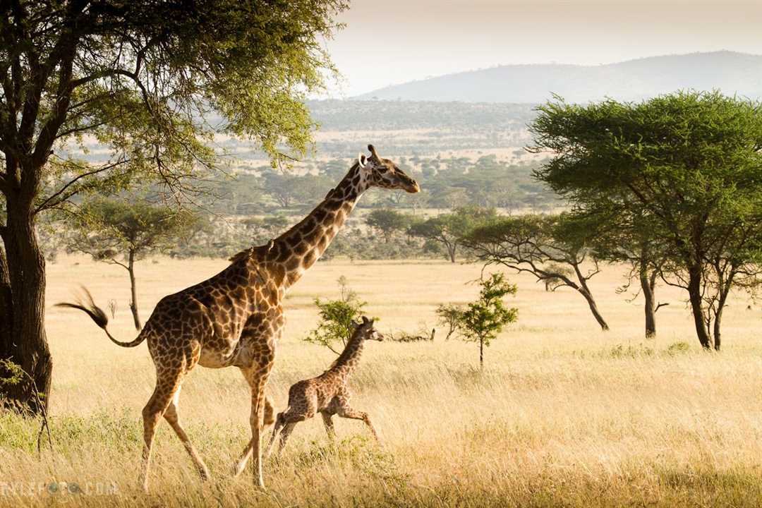 Высота жирафа с учетом шеи и головы Высота жирафа включая шею и голову
