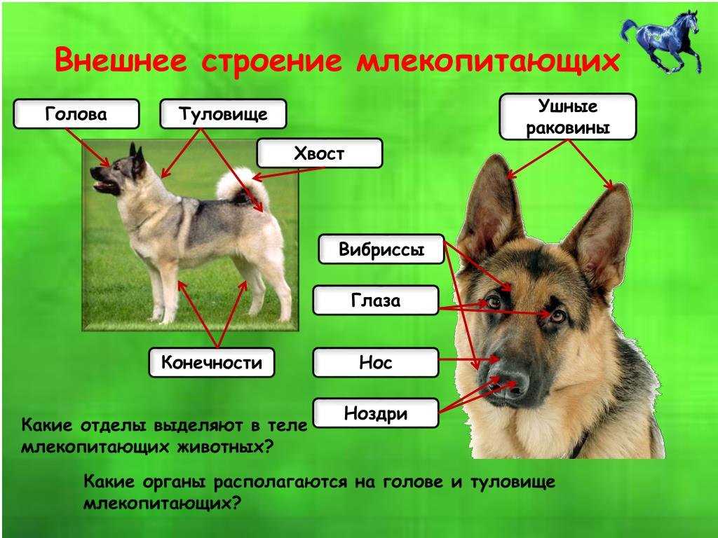 Какие особенности внешнего и внутреннего