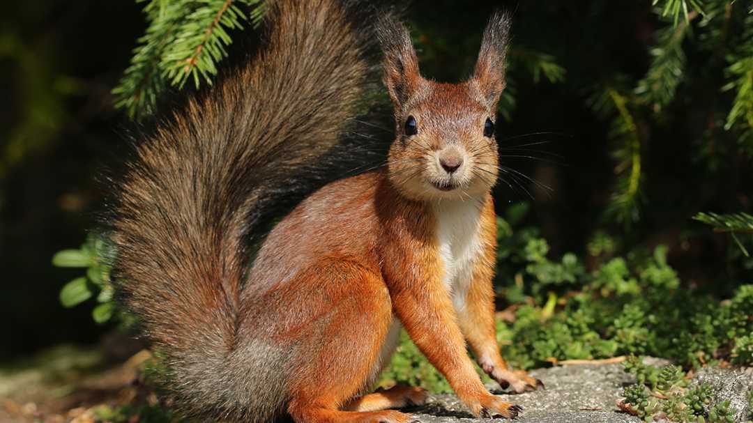 Внешний вид животного