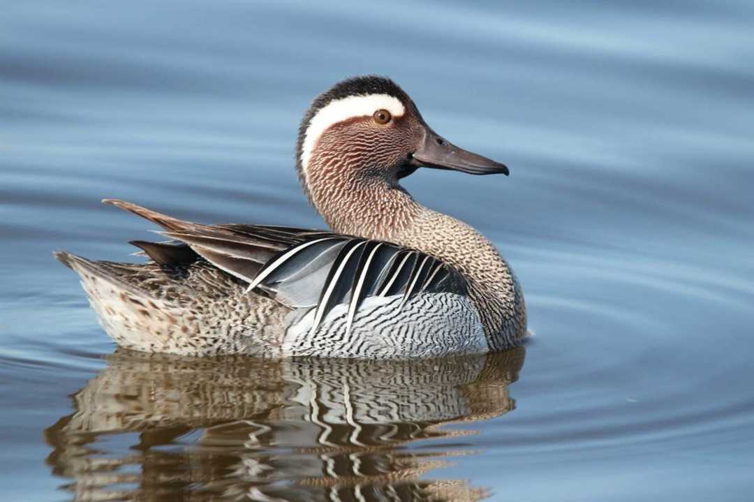 Птица с белой головой
