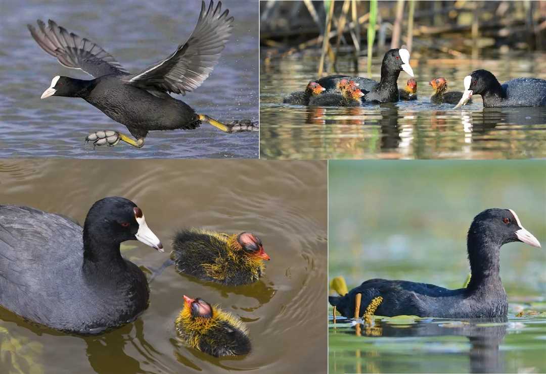 Водяная курица-лысуха