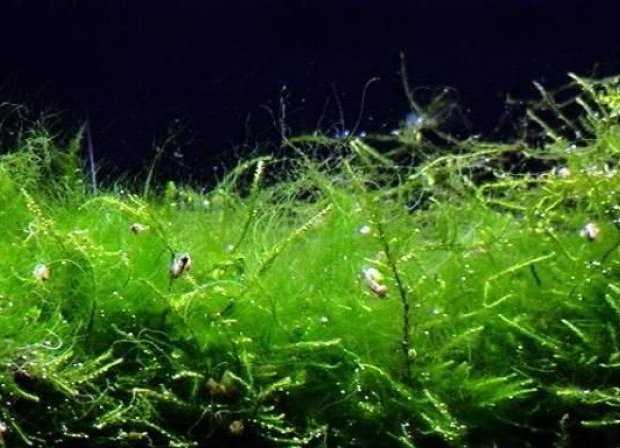 Как правильно разместить водоросли в аквариуме?