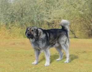 Волкодав собака фото - все о породе, особенности и заботах