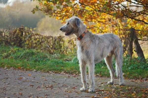 Взрослая собака