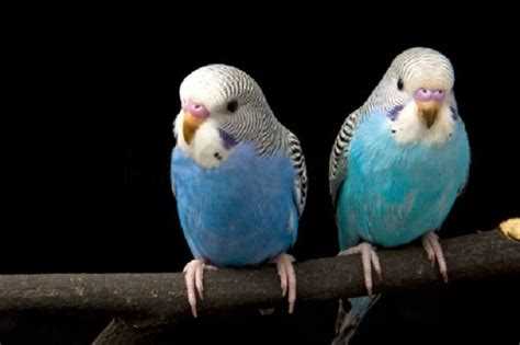 Изображения из жизни птиц