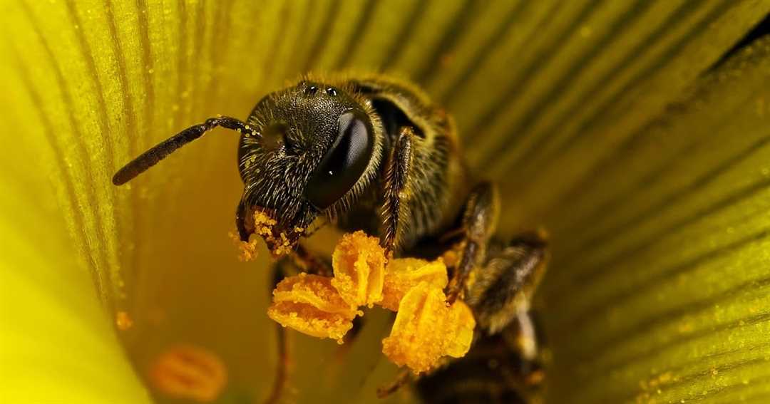 Все о пчелах: факты, свойства меда и польза для здоровья