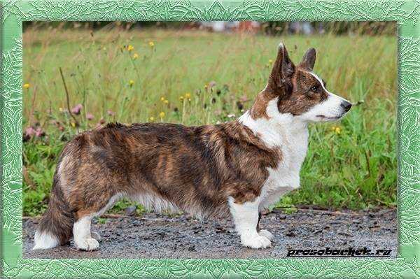 Все о породе Вельш корги кардиган: история, характер и уход Все о породе Вельш корги кардиган: история, характер и уход
