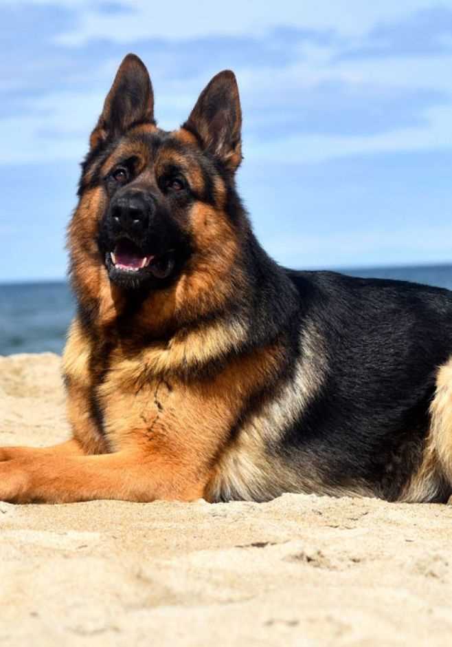 Все про собак