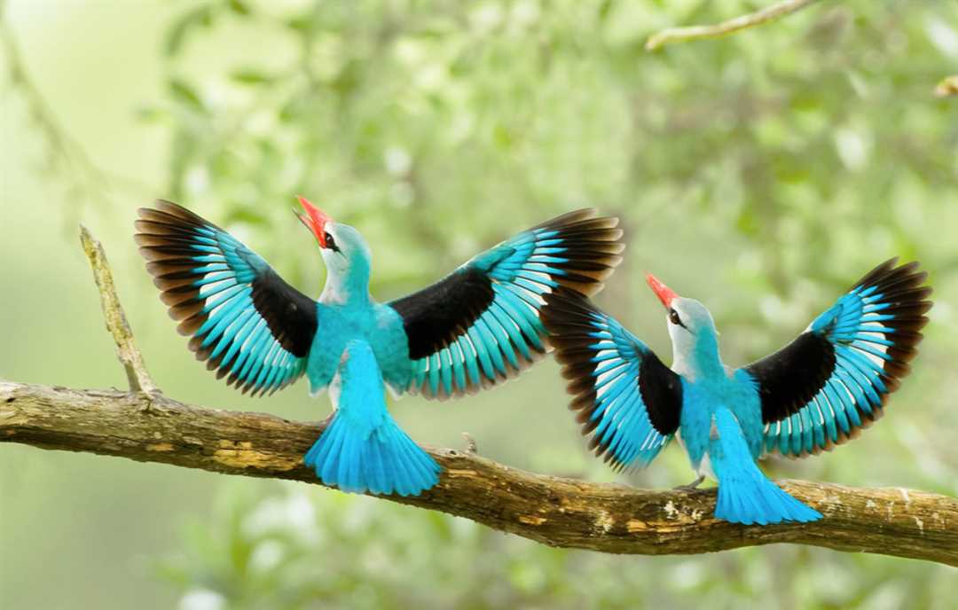 Факты и артефакты о самой древней птице