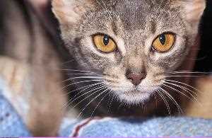 Характеристика абиссинской кошки: особенности поведения и характера