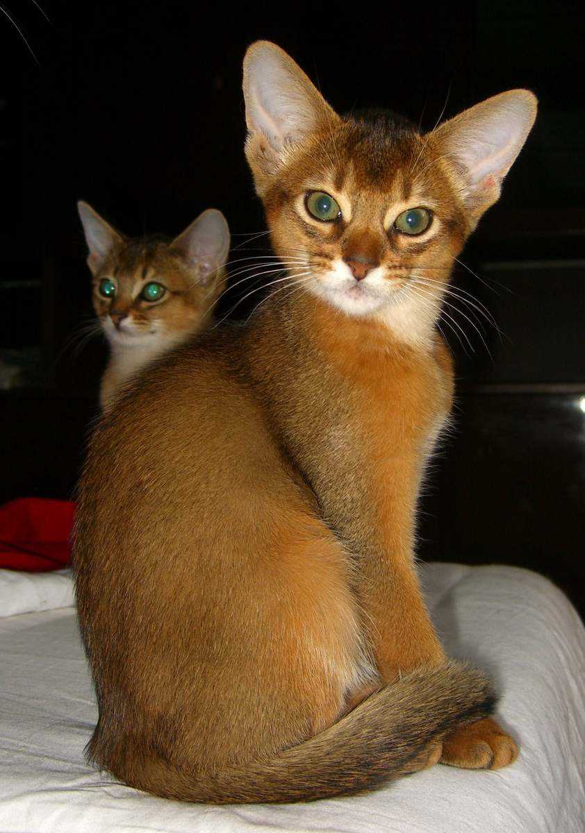 Активность