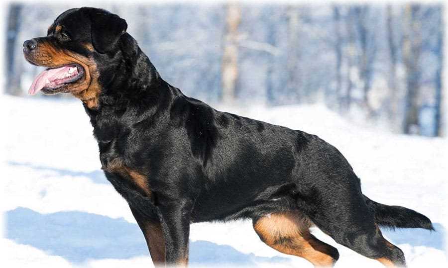 История породы ротвейлер