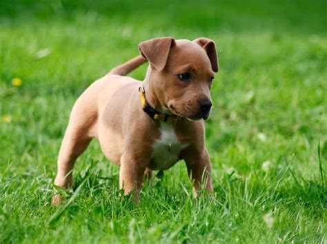 Характеристика породы собак Стаффордширский терьер: особенности и уход Характеристика породы собак Стаффордширский терьер: особенности и уход