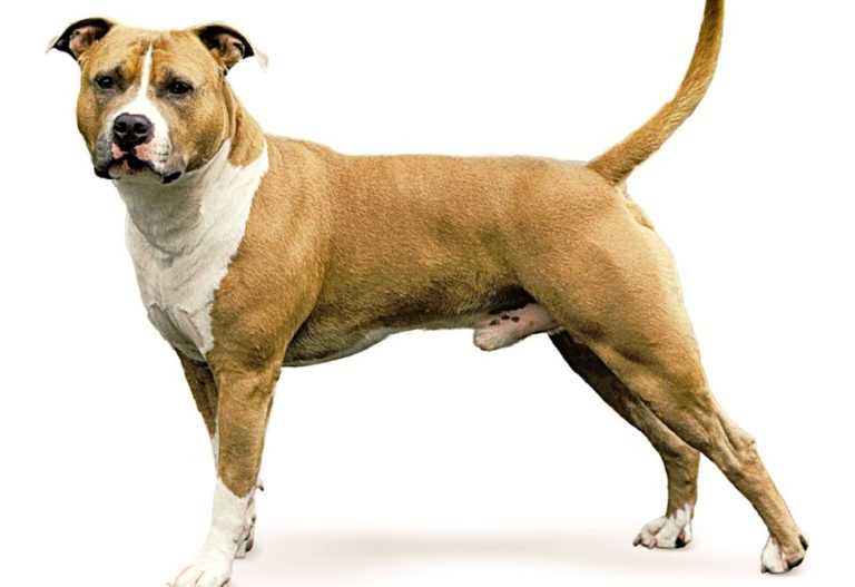 Уход за Стаффордширским терьером