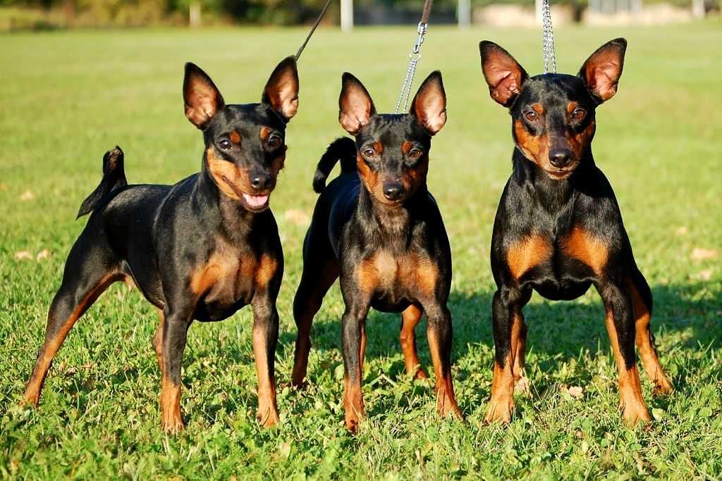 Характеристика породы цвергпинчер: особенности и преимущества Характеристика породы цвергпинчер: особенности и преимущества